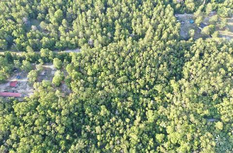 13020 Stricklands Bridge Rd, Perry, FL 32348 photo 7