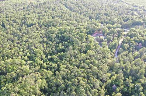 13020 Stricklands Bridge Rd, Perry, FL 32348 photo 9