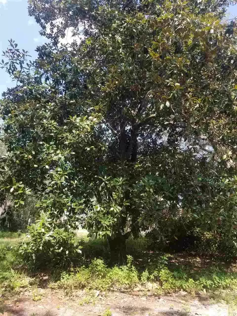 113 Lewis Dr, Perry, FL 32348 photo 32