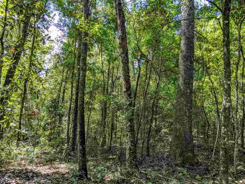 287 Nash Rd, Lamont, FL 32336 photo 10