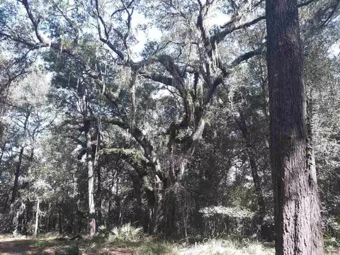 200 NE Willow Bend Ter, Lee, FL 32059 photo 13
