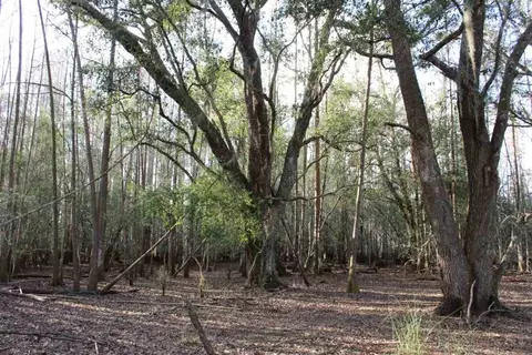 3392 SW Bee Tree Rd, Madison, FL 32340 photo 19