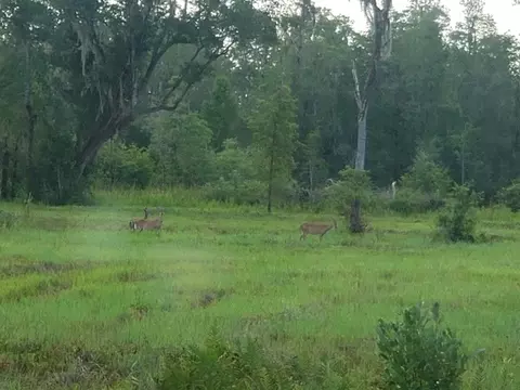 3392 SW Bee Tree Rd, Madison, FL 32340 photo 5