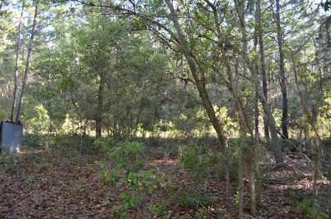 15012 Snapper St, Perry, FL 32348 photo 2