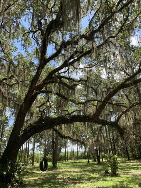 671 Charles E Hendry Rd, Perry, FL 32348 photo 33