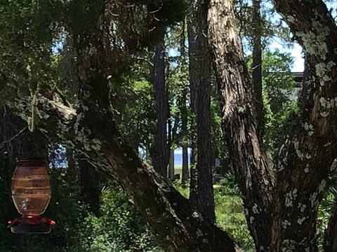 1466 Ezell Beach Rd, Perry, FL 32348 photo 31