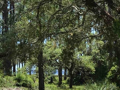 1466 Ezell Beach Rd, Perry, FL 32348 photo 30