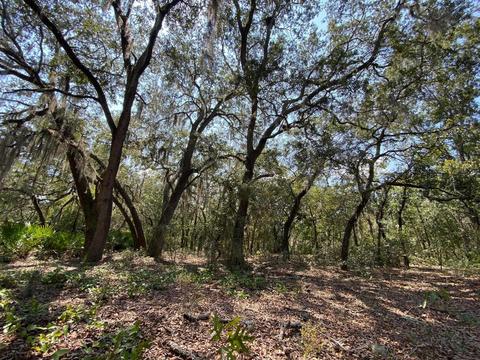 15411 Seagrass Dr, Perry, FL 32348 photo 13