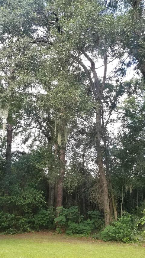 3849 Foley Cutoff Rd, Perry, FL 32347 photo 28