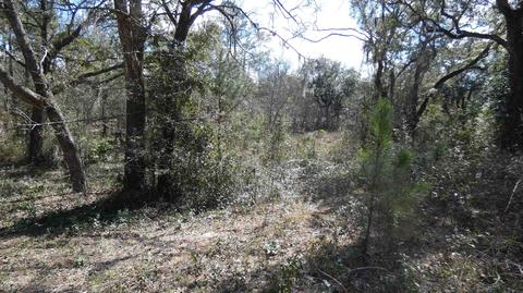 tbd Kimberly Ln, Monticello, FL 32344 photo 2