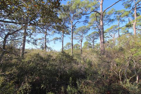 Nn Bald Point Road #-, Bald Point, FL 32346 photo 18