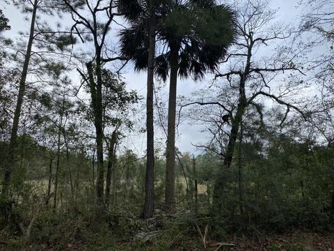 Wakulla Arran Road, Crawfordville, FL 32327