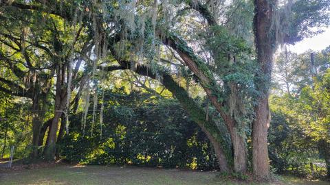 1179 Mack Sessions Rd, Perry, FL 32347 photo 15