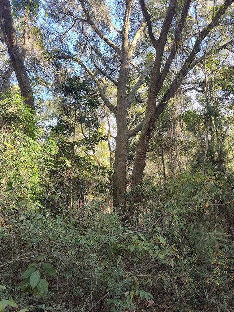3080 Johnson Strilping Rd, Perry, FL 32347 photo 8