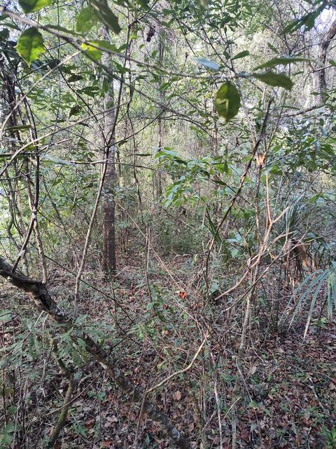 3080 Johnson Strilping Rd, Perry, FL 32347 photo 5