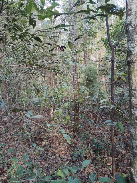 3080 Johnson Strilping Rd, Perry, FL 32347 photo 4