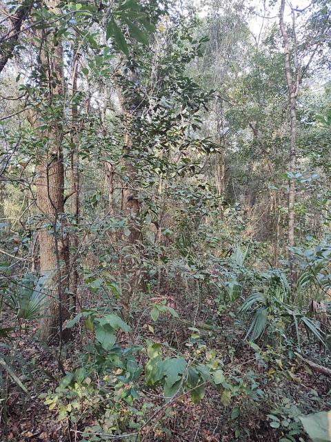 3080 Johnson Strilping Rd, Perry, FL 32347 photo 3
