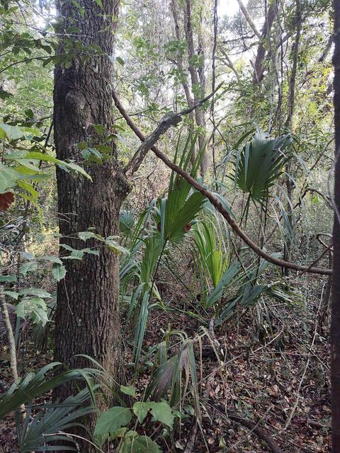 3080 Johnson Strilping Rd, Perry, FL 32347 photo 7