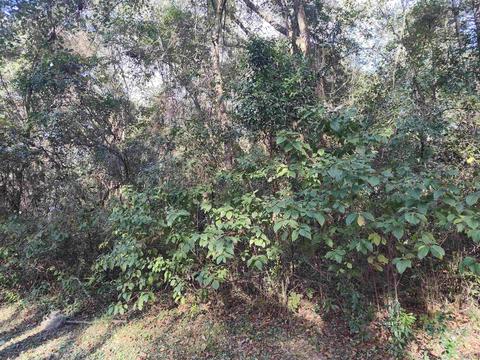 3080 Johnson Strilping Rd, Perry, FL 32347 photo 6