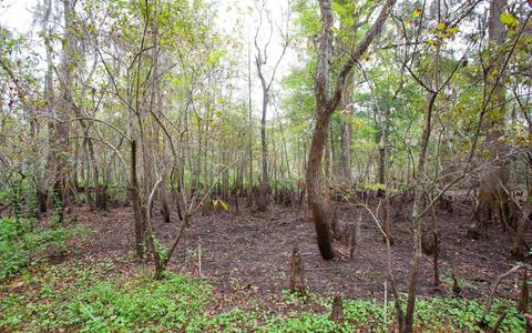 4850 Puckett Rd, Perry, FL 32348 photo 6