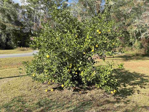 1900 Bets Bend Rd, Perry, FL 32347 photo 26