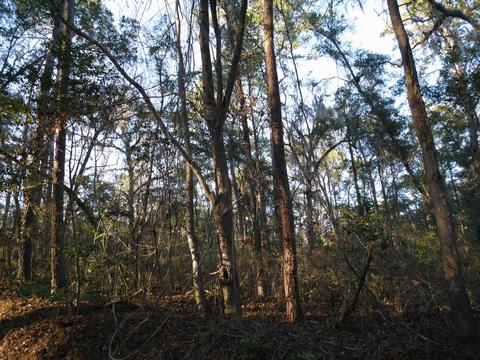 Owls Nest Road, Tallahassee, FL 32309