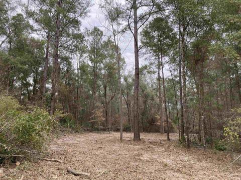 Honeysuckle, Crawfordville, FL 32327