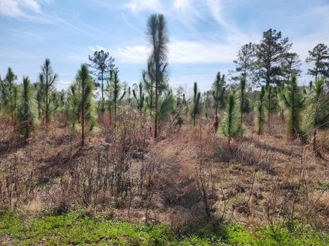 Nnn NW Azalea Lot 4 Street, Bristol, FL 32321