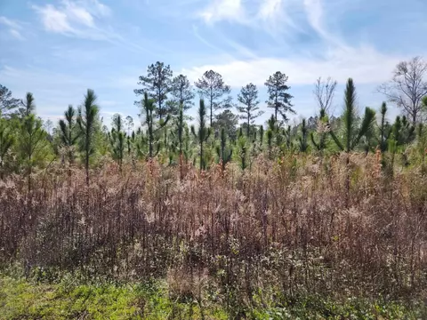 Nnn NW Azalea Lot 7 Street, Bristol, FL 32321