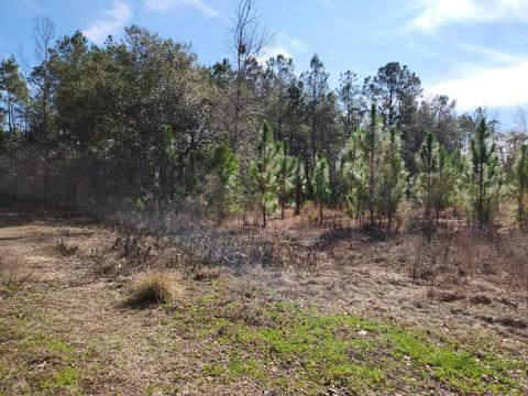 Nnn NW Azalea Lot 25 Street, Bristol, FL 32321