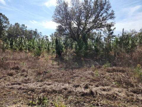 Nnn NW Azalea Lot 27 Street, Bristol, FL 32321