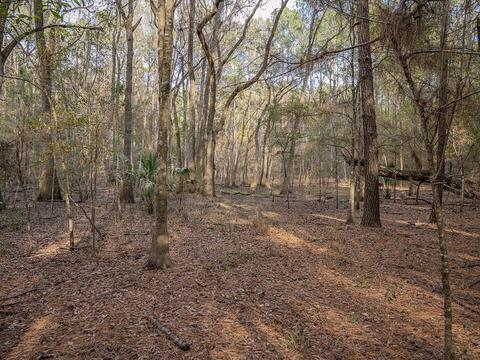 8141 Pretty Pond Ln, Perry, FL 32348 photo 30