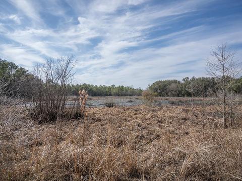8141 Pretty Pond Ln, Perry, FL 32348 photo 26