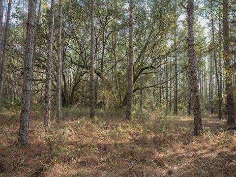 8141 Pretty Pond Ln, Perry, FL 32348 photo 31
