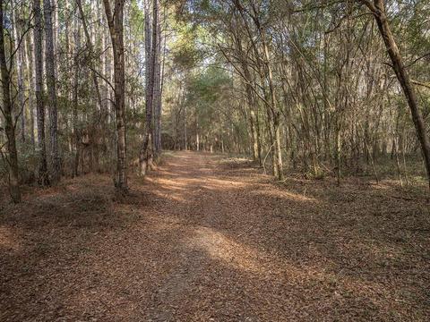 8141 Pretty Pond Ln, Perry, FL 32348 photo 29