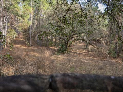 8141 Pretty Pond Ln, Perry, FL 32348 photo 33