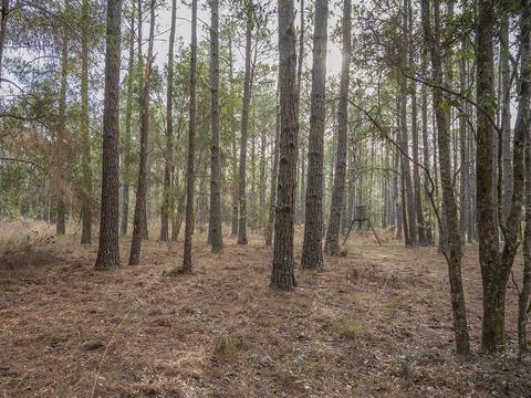 8141 Pretty Pond Ln, Perry, FL 32348 photo 12