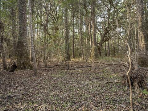 8141 Pretty Pond Ln, Perry, FL 32348 photo 21