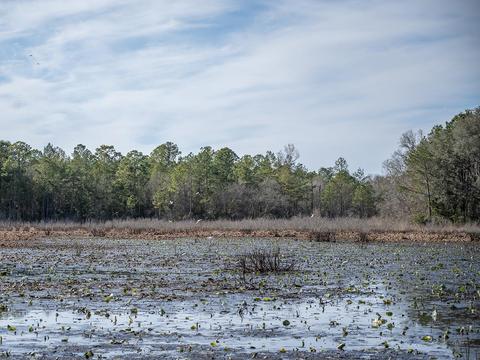 8141 Pretty Pond Ln, Perry, FL 32348 photo 24