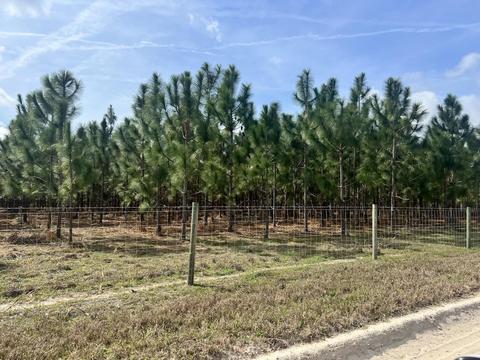 Vacant NE Juniper Drive, Lee, FL 32059 photo 8