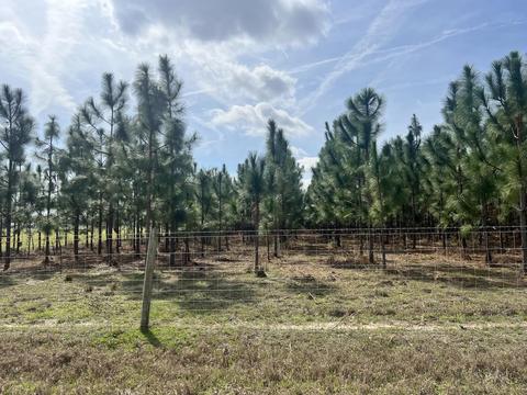 Vacant NE Juniper Drive, Lee, FL 32059 photo 9