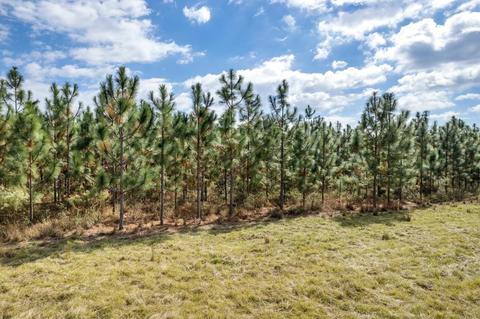 Vacant NE Juniper Drive, Lee, FL 32059 photo 2