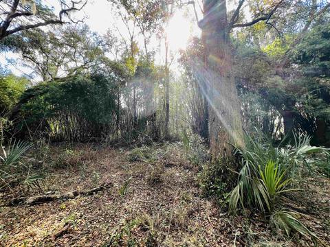 2401 Dean Rd, Perry, FL 32348 photo 2