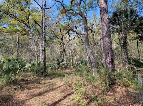0 Strickland Bridge Rd, Perry, FL 32348 photo 3