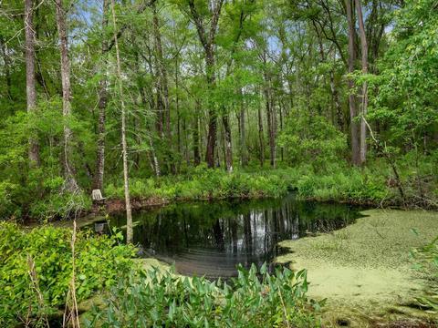 1786 Morgan Whiddon Rd, Perry, FL 32347 photo 29