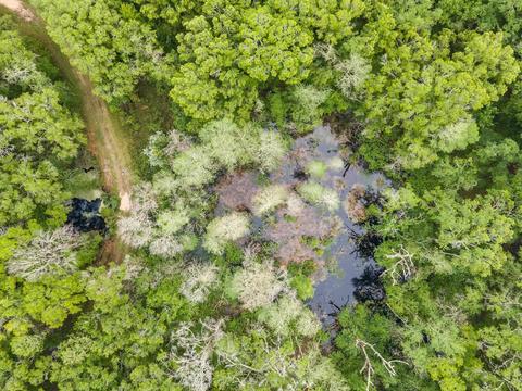 1786 Morgan Whiddon Rd, Perry, FL 32347 photo 35