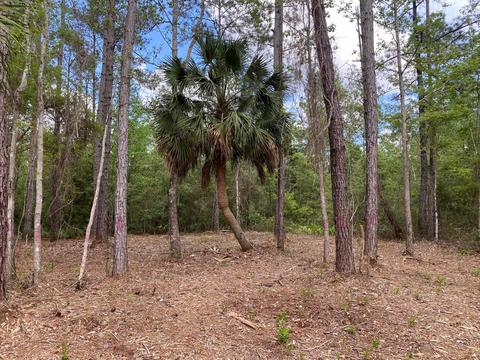 Nnn Boulder Run, Saint Marks, FL 32355 photo 3