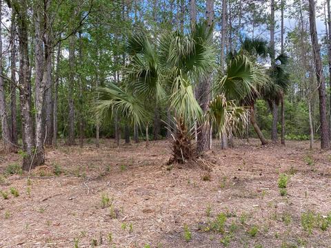 Nnn Boulder Run, Saint Marks, FL 32355 photo 4