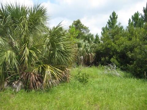 13 Sea Breeze Drive, Shell Point, FL 32327 photo 5