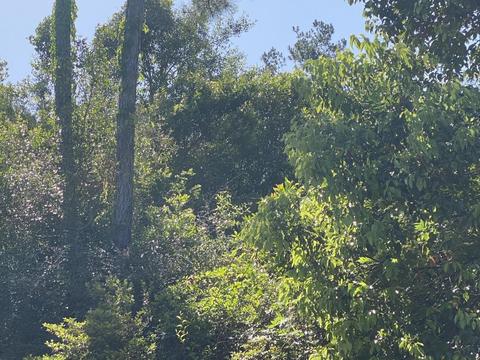 Nn Kcl Road, Crawfordville, FL 32327